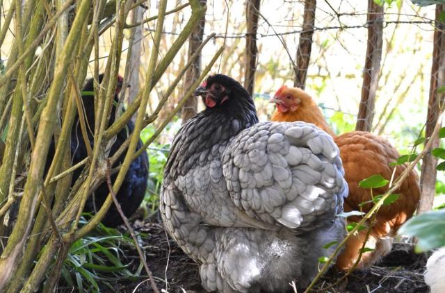Ratgeber - Tipps für Hühner und Hühnerställe im Garten