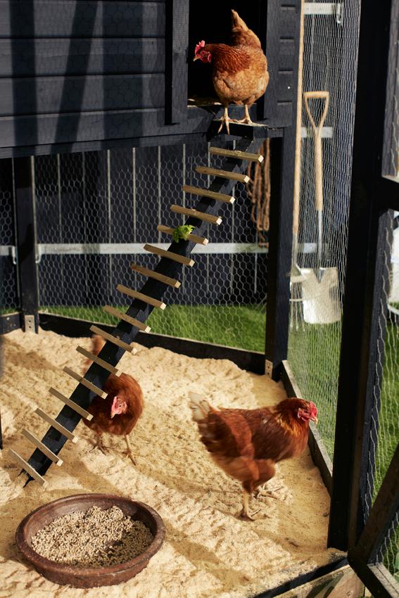 Frem Skygge Nominering Guide - Få tips til høns og hønsehus i haven