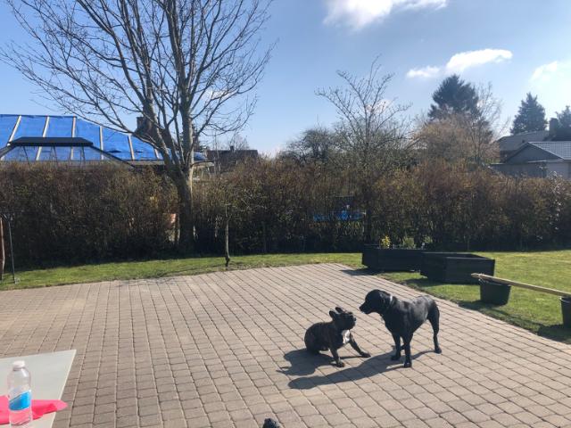 Placering havehegn på terrasse