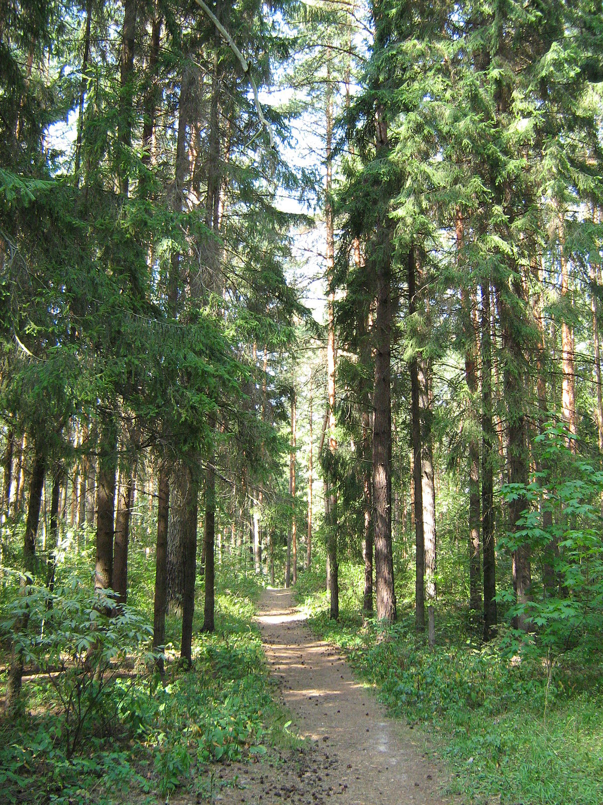 Mahogni