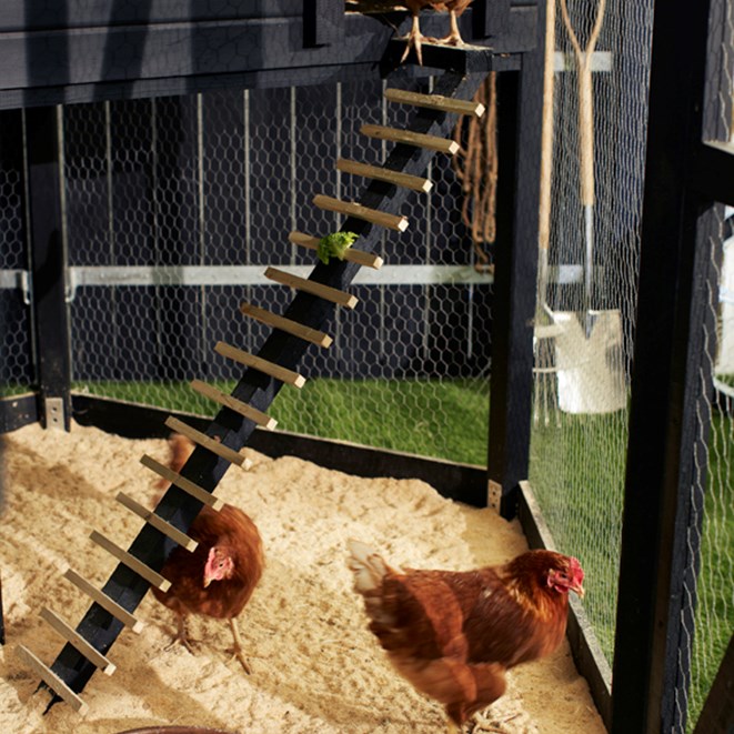 So kann ein Hühnerhaus von PLUS eingerichtet werden.